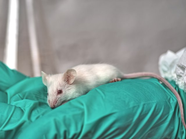 Витамин D повышает иммунитет к раковым заболеваниям у мышей