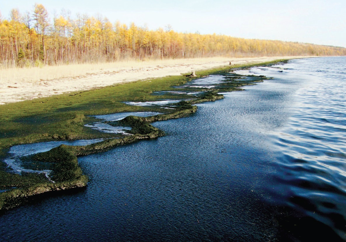Мощнейшее береговое скопление детрита длиной 1 км (преимущественно состоящего из спирогиры) рядом с губой Сеногда, октябрь 2013 г.