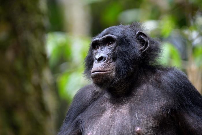 Бонобо по кличке Джексон в заповеднике бонобо Коколопори, Демократическая Республика Конго