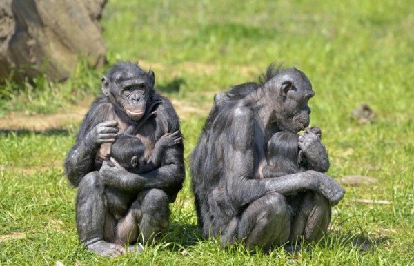Ученые описали, как общаются высшие приматы