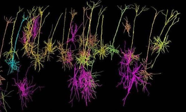 Первая база данных о нейронах головного мозга выложена в интернет