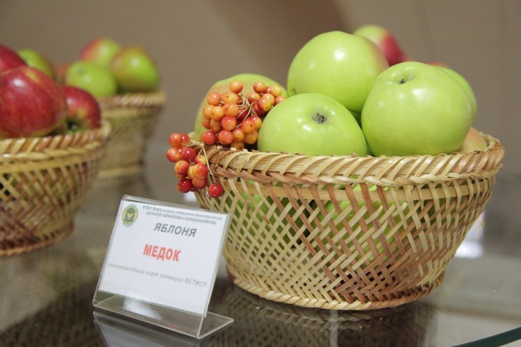Дни сада: российские ученые рассказали о плодах и ягодах