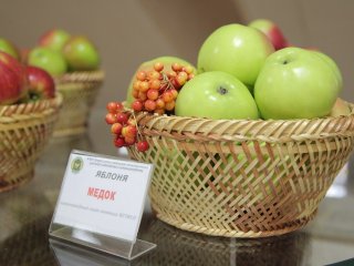 Дни сада: российские ученые рассказали о плодах и ягодах