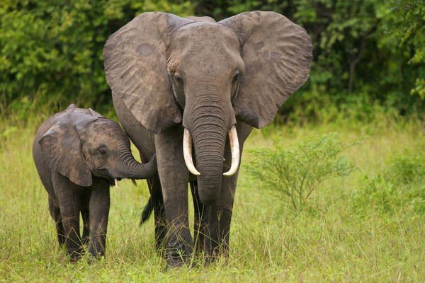 Численность слонов в Африке упала до минимума за 25 лет