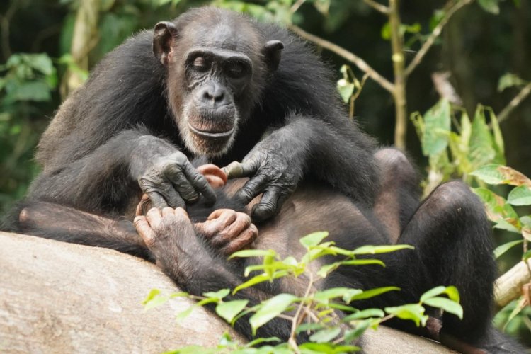 Самцы шимпанзе, потерявшие в детстве родителей, менее конкурентноспособны во взрослом возрасте