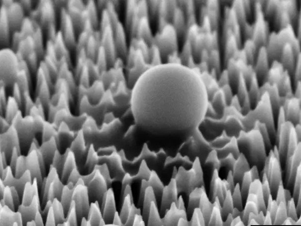 Вирусная клетка на поверхности кремния с наноразмерными шипами, увеличенная в 65 000 раз. Через 1 час из нее уже начала вытекать материя