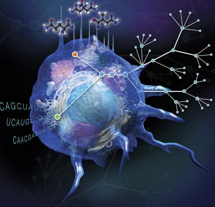 Как меняются макрофаги — агенты иммунной системы