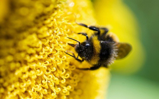 Микроспоридии способствуют таинственному вымиранию пчел