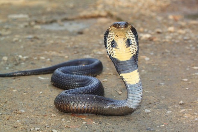 Найдено генетическое объяснение безногости змей
