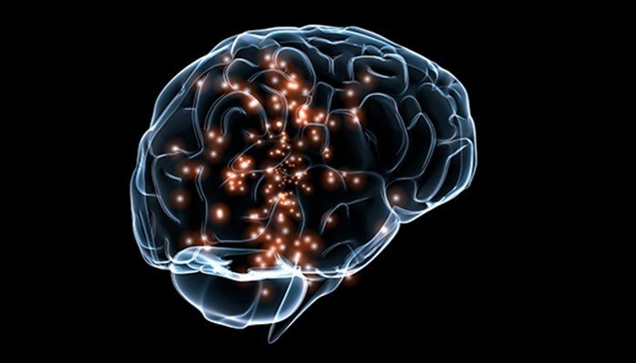 На размер мозга человека влияют семь ключевых генов