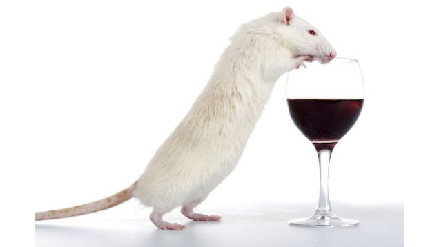 Крысы как люди: «Как закурю, сразу выпить хочется!»