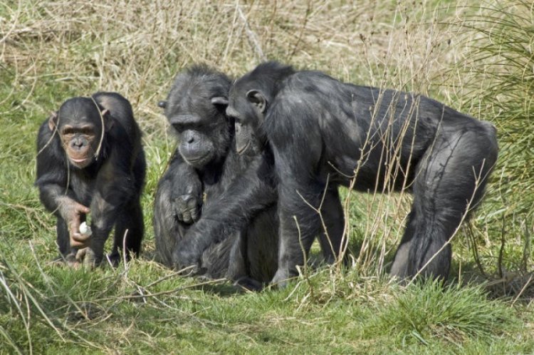 При прочих равных шимпанзе предпочитают сотрудничать, нежели соперничать