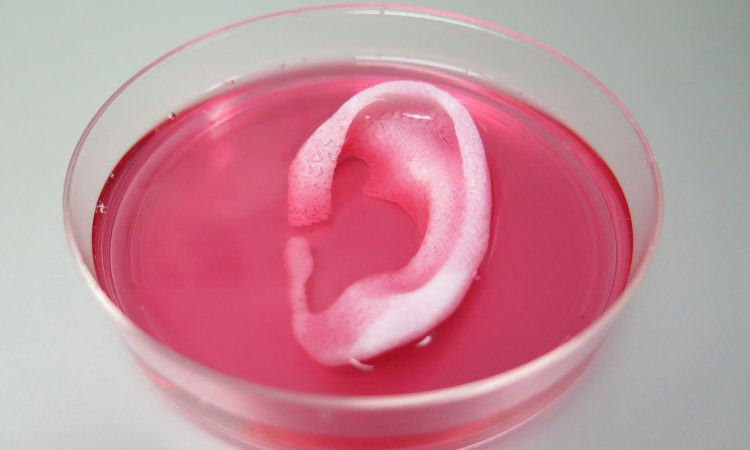 На 3D-принтере напечатали человеческое ухо