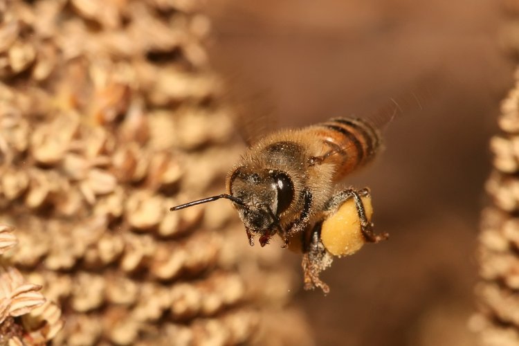 Как пчелы предупреждают друг друга об опасности