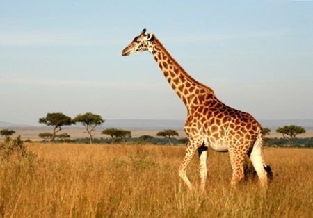 Ученые выяснили, откуда у жирафа такая длинная шея