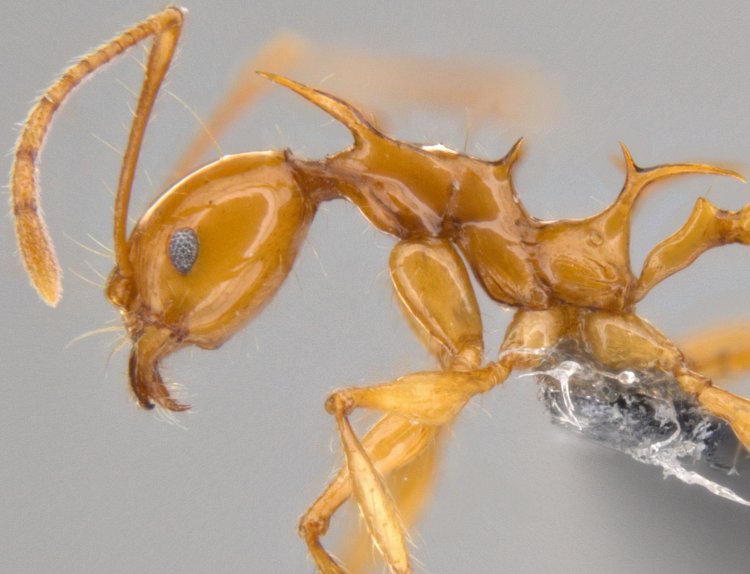 Ученые создали виртуальную коллекцию муравьев