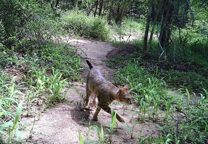 Дикие лесные кошки были завезены на Мадагаскар около 1000 лет назад