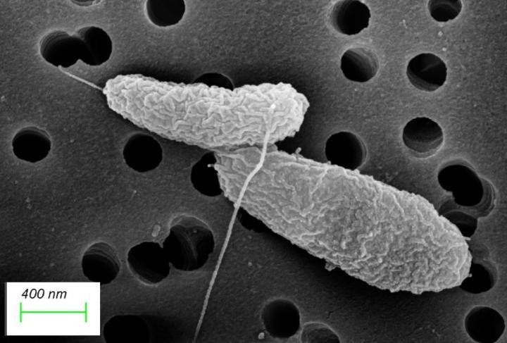 Обнаружен фермент, заставляющий «просыпаться» бактерию в сырых морепродуктах