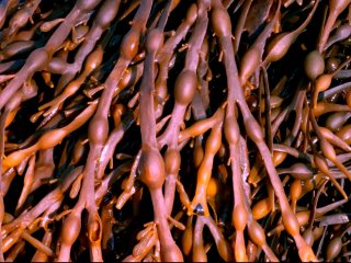 Бурые водоросли. Фото: © Awe Inspiring Images / Fotolia (опубликовано в Интернет-энциклопедии Encyclopedia Britannica)