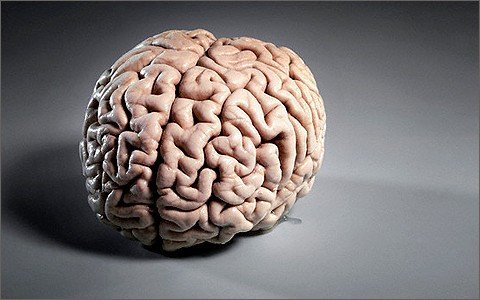 Как кора головного мозга складывается в извилины