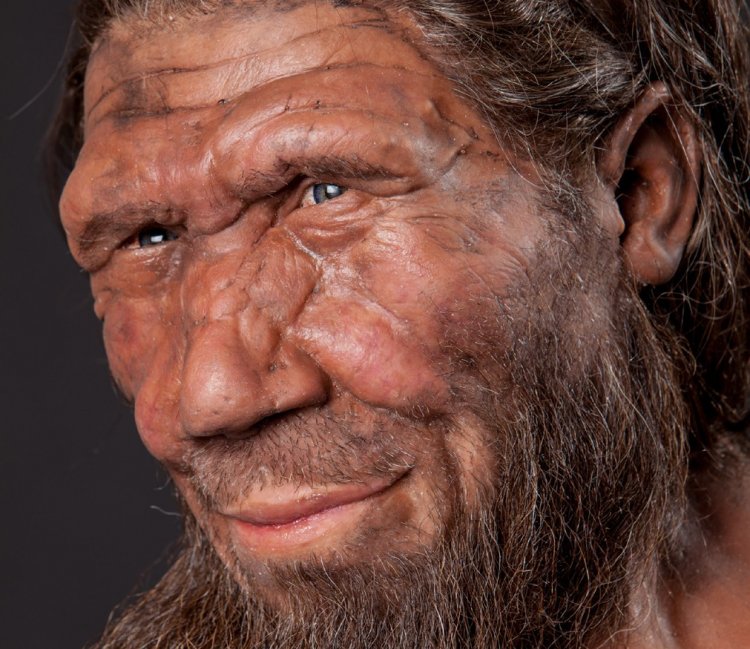 «Роман» между людьми и неандертальцами протекал в три стадии