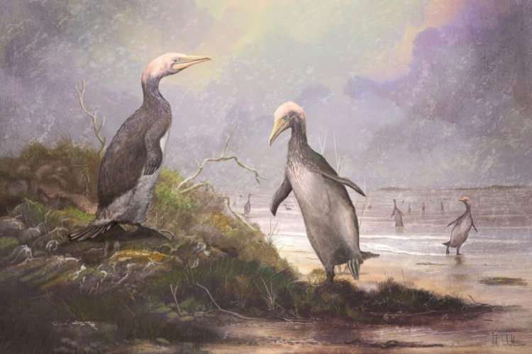 У древних пингвинов Новой Зеландии были «двойники» в Северном полушарии