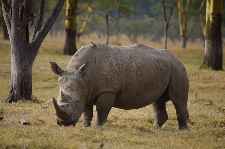 Мирный гигант (белый носорог). Африка. Фото Александра Мищенко