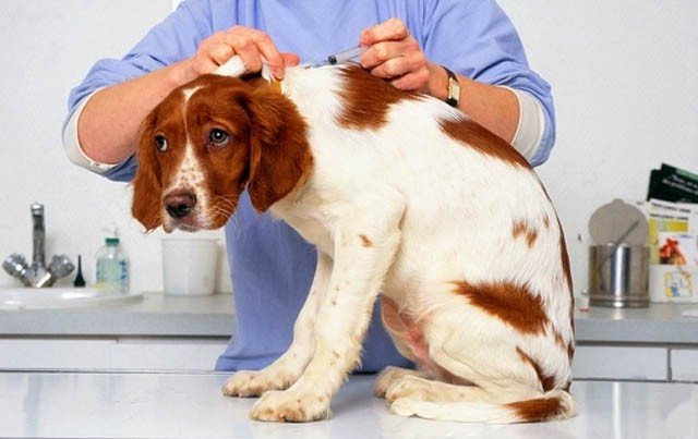 Проект всемирной вакцинации собак от бешенства
