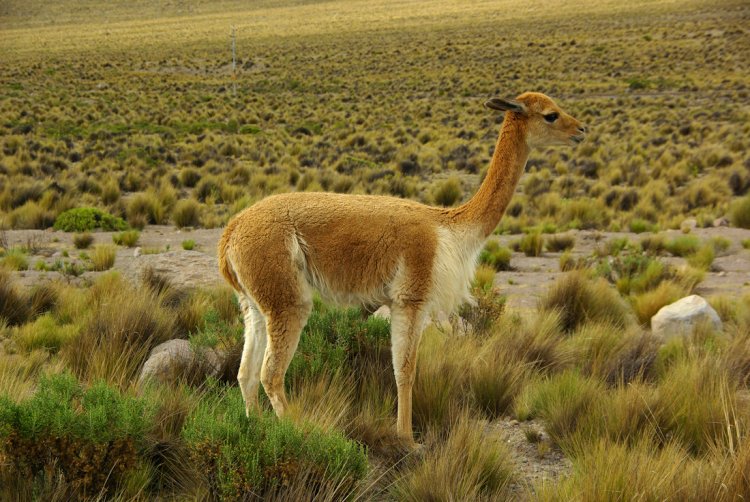 Золотое руно (викулья), Перу, Анды. Фото Александра Мищенко
