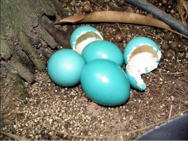 Эти блестящие и гладкие яйца тинаму