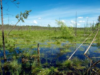 Сибирские болота расскажут о природных катастрофах