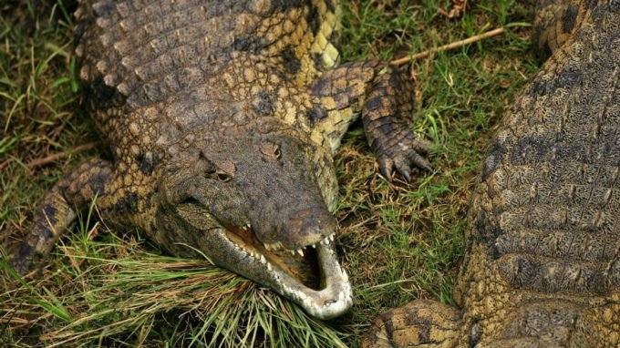 Во Флориде появился очередной «инвазивный вид» — нильские крокодилы-людоеды