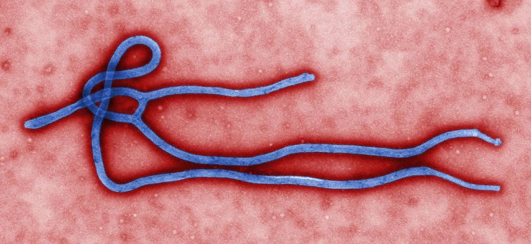 Число погибших от лихорадки Эбола приблизилось к 7 тысячам