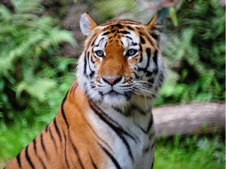 Международный день тигра. Источник: wirestock / Фотобанк Freepik