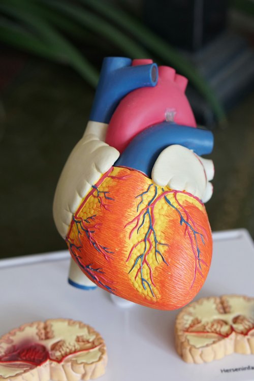 Новый способ восстановления дефектов сердца. Фото: Robina Weermeijer/Unsplash