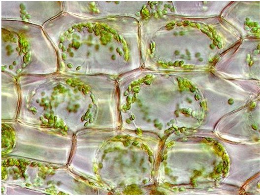 Растительные клетки в искусственном 3D-каркасе вьются, как лоза