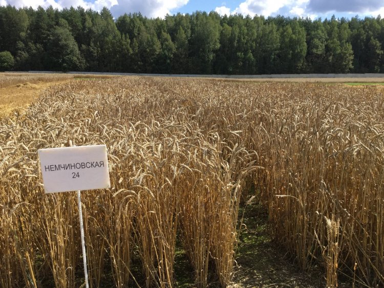 Где В Орлове Кировской Области Купить Пшеницу
