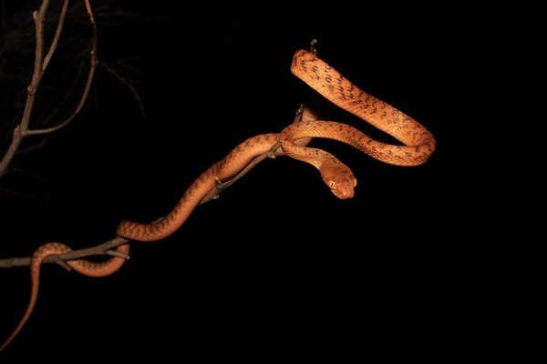 Змеи так хорошо ползают благодаря особой жировой пленке на брюхе