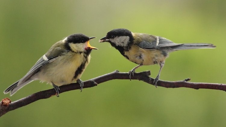 Благородство птиц: сам голодай, но партнера не бросай