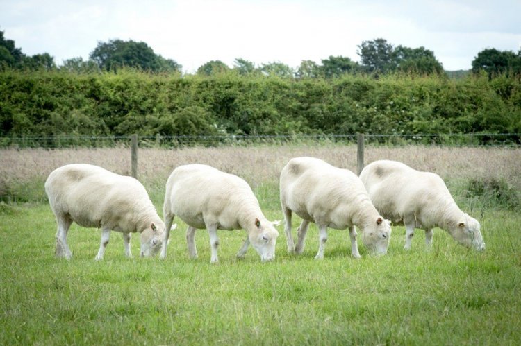 Клонированные родственники овечки Долли неплохо себя чувствуют, разменяв седьмой десяток