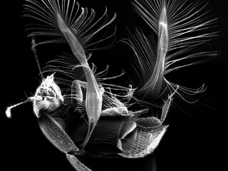 Жук перокрылка Acrotrichis montandoni с расправленными крыльями. Сканирующая электронная микроскопия. Фото из архива Алексея Полилова