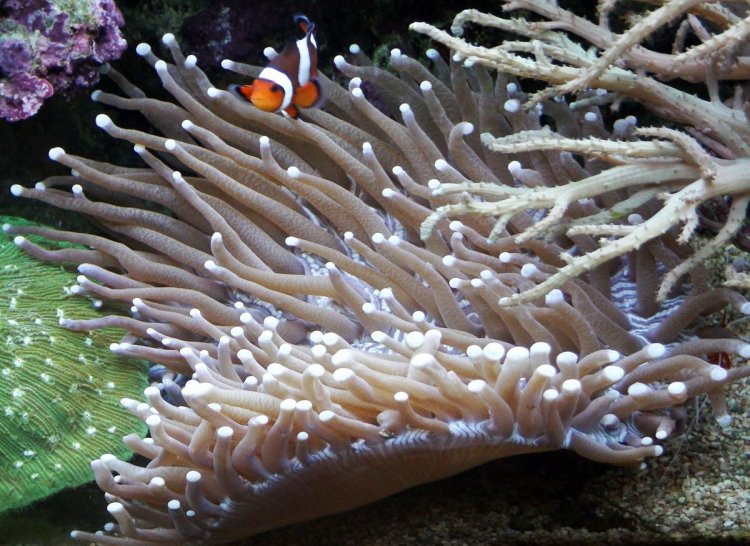 Как кораллы обесцвечиваются (видео)