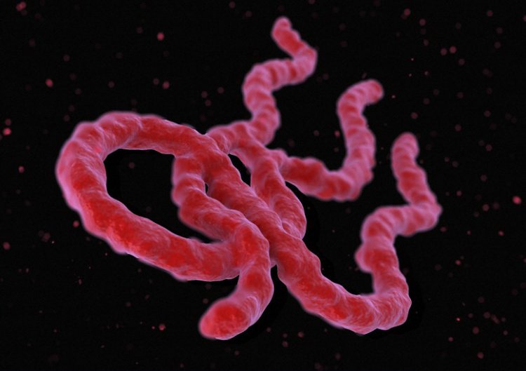 Ученые выложили в сеть генетические данные вируса Эбола