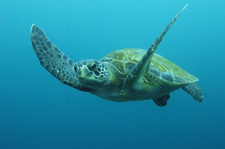 Морские черепахи — не правши и не левши