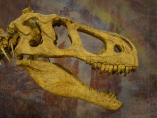 В Научном музее Никитского сада «поселился» первый крымский динозавр – самый поздний динозавр в России