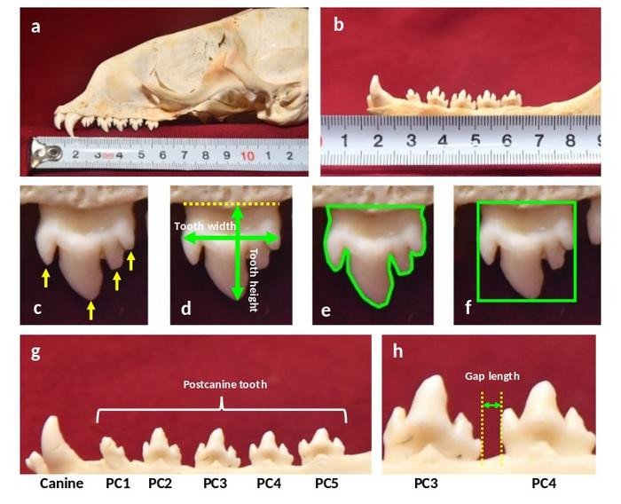 Пример образцов черепа байкальского тюленя. (а) Зубные ряды верхней и (б) нижней челюсти. (в–ж) Увеличенный вид зубов верхней челюсти. (в) желтыми стрелками обозначено количество выступов. (d) желтая пунктирная линия представляет соединение зубов с челюст
