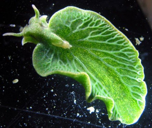 Морские слизни генетически способны к фотосинтезу