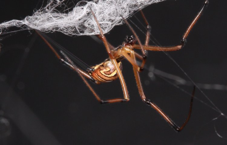 Самцы паука вида «черная вдова» портят паутину самок, чтобы отвадить соперников