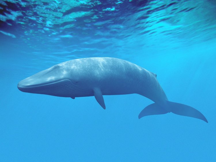 Синие киты вернулись в северные моря
