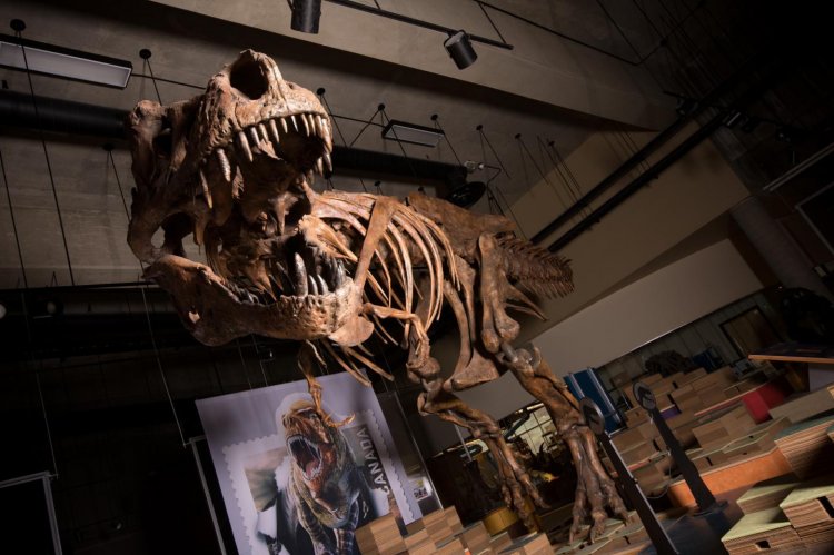 Тираннозавр по прозвищу «Скотти» - самый большой из известных